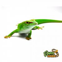 Мадагаскарский дневной геккон/Фельзума (Phelsuma grandis)