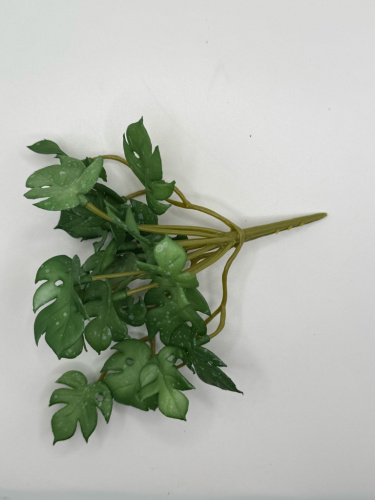 Монстера "mini" фото 2