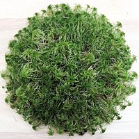 DECOTOP Sphagnum - Мох сфагнум для террариумов и флорариумов, 500 г/5 л DECOTOP Sphagnum - Мох сфагнум для террариумов и флорариумов, 500 г/5 л