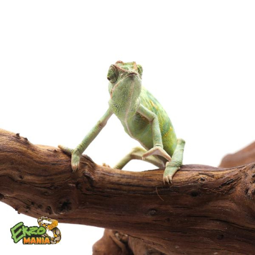 Йеменский хамелеон самка