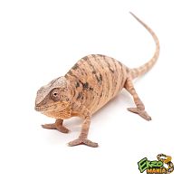 Пантеровый хамелеон (Furcifer Pardalis) самка