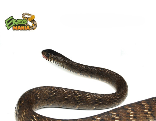 Обычный большеглазый полоз (Ptyas mucosa) Central java фото 2