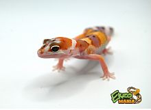 Пятнистый эублефар (Eublepharis macularius) White Tangerine