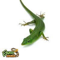 Сцинк Смарагдовый (Lamprolepis Smaragdina) Central Java