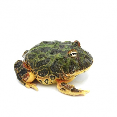 Рогатка Кранвелла (Ceratophrys cranwelli) фото 2