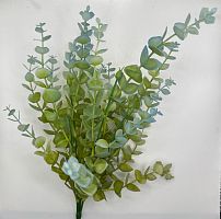 Эвкалипт "Ганна"