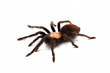 Паук Brachypelma albiceps самец L 5-6