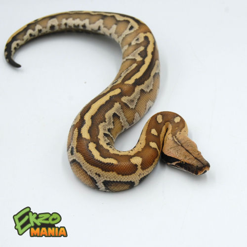 Пестрый короткохвостый питон (Python brongersmai) фото 2