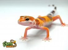 Пятнистый эублефар (Eublepharis macularius) White Hypo Tangerine