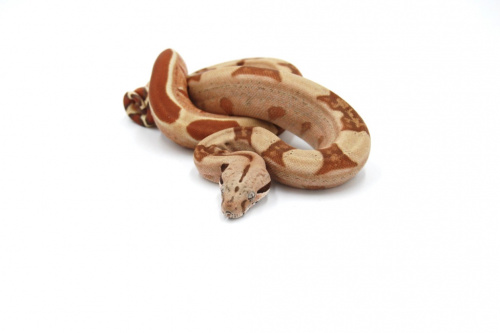 Императорский удав (Boa constrictor imperator) Sunglow Max Caramel самка фото 2