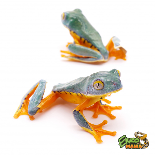 Квакша Сильвия (Cruziohyla sylviae) фото 2