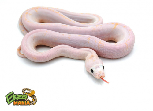 Сетчатый питон (Python reticulatus) Leucistic CB фото 3