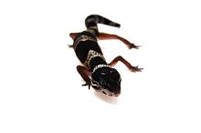 Пятнистый эублефар (Eublepharis macularius) Mack Snow Black Night phet Tremper Albino (2025г)