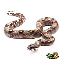 Удав императорский (Boa constrictor imperator) Normal (самец) 2года