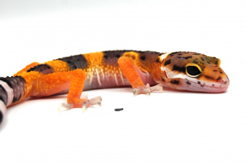 Пятнистый эублефар (Eublepharis macularius) Tangerine Tremper Albino