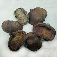 DECOTOP Thelambu pod S - Коробочка стеркулии, раскрытая, 12-15 см