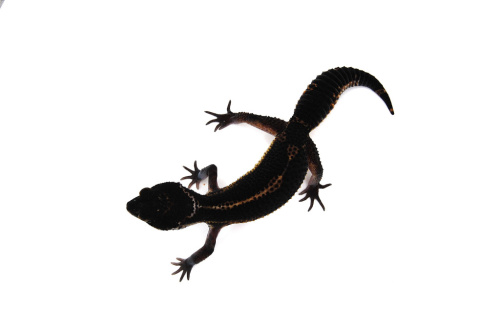 Пятнистый эублефар (Eublepharis macularius) Black Night (12.2.2989) (2025г) фото 3