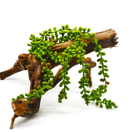 Самшит ампельн. мал. фото 2