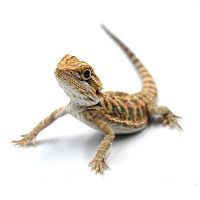 Бородатая агама (Pogona vitticeps) Hypo phet Trans