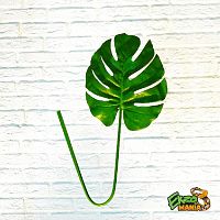 Лист монстеры