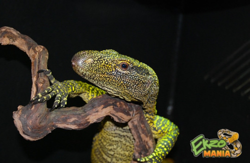 Варан Крокодиловый (Varanus salvadorii) Sorong фото 2