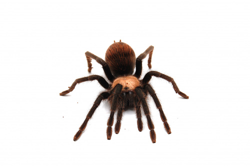 Паук  Brachypelma albiceps самка L 5-7 фото 2