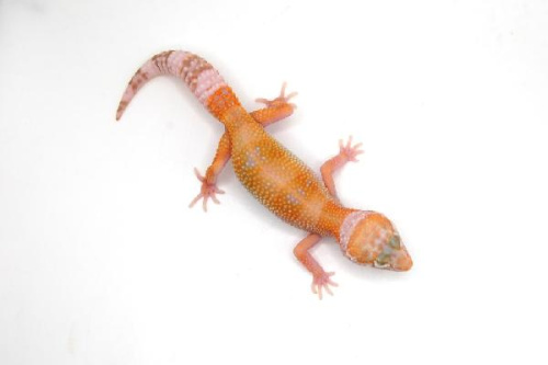 Пятнистый эублефар (Eublepharis macularius) Hypo Tangerine W&Y