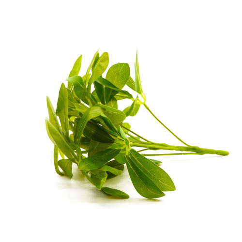 Шефлера фото 2