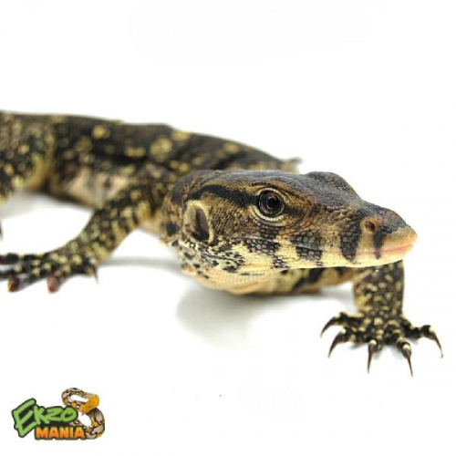 Варан полосатый или водяной (Varanus salvator) Central java