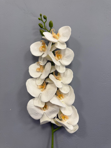 Орхидея белая фото 2