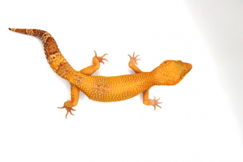 Пятнистый эублефар (Eublepharis macularius) Hypo Bell Albino (самка) фото 2