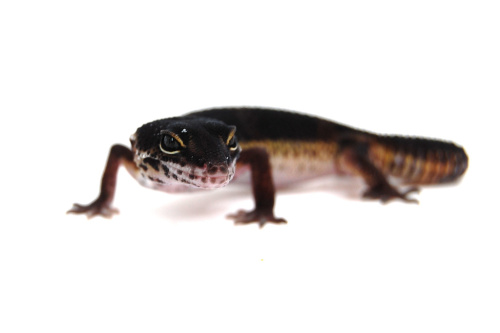 Пятнистый эублефар (Eublepharis macularius) Black Night (12.1.3003) (2025г) фото 3