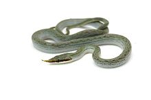 Носатый полоз Буланже (Rhynchophis boulengeri)