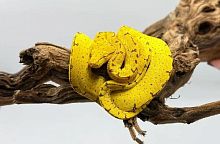 Зеленый питон (Morelia viridis) лок. Manokwary