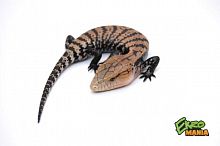Синеязыкий сцинк гигантский (Tiliqua gigas) Halmahera S
