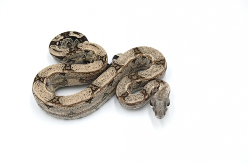 Императорский удав (Boa constrictor imperator) Arabesque het Anery poss, het Kahl poss het VPI самка фото 2