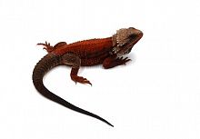 Бородатая агама (Pogona vitticeps) Red Monster translucent het 66% hypo (самец)