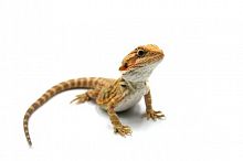Бородатая агама (Pogona vitticeps) Hypo Leatherback phet Trans