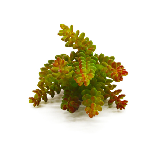 Суккулент 29 фото 3