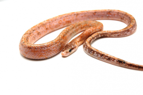 Тонкохвостый полоз (Orthrophis taeniurus Calico) фото 3