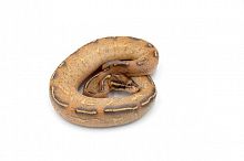 Королевский питон (Python regius) Highway