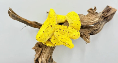 Зеленый питон (Morelia viridis) лок. Manokwary фото 3