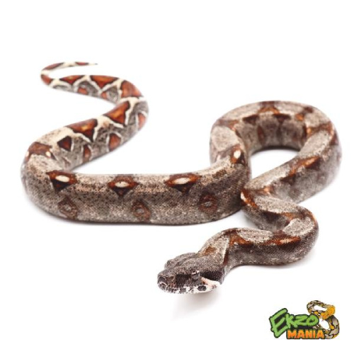 Удав императорский (Boa constrictor imperator) Normal het Caramel