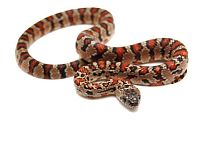Мексиканская змея Тэйера (Lampropeltis Mexicana thayeri)