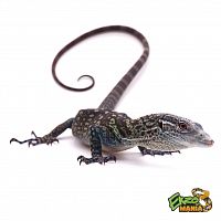 Варан макрея (Varanus macraei)