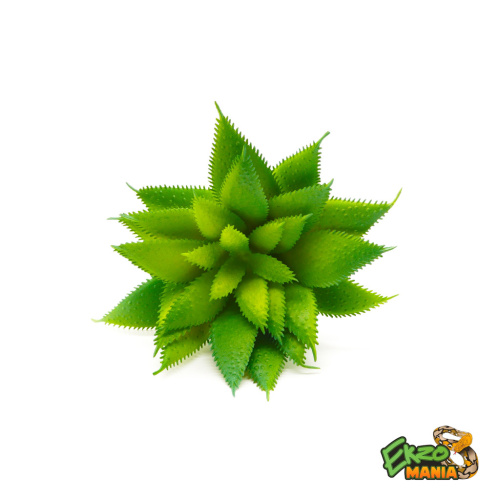 Суккулент 26 фото 2