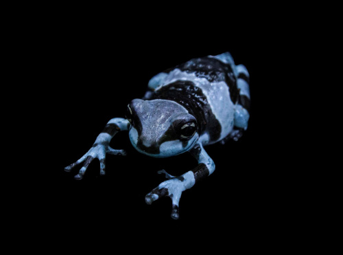 Жабовидная квакша арлекин (Phrynohyas resinifictrix) фото 2