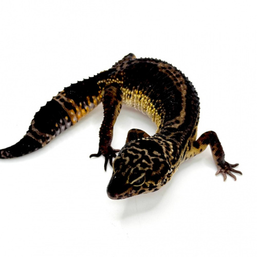 Пятнистый эублефар (Eublepharis macularius) Black Night (самка) 13 фото 2