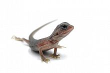 Бородатая агама (Pogona vitticeps) Zero Hypo Trans