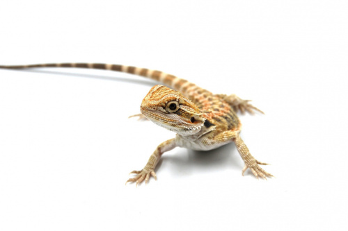 Бородатая агама (Pogona vitticeps) Hypo phet Trans фото 2